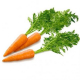 Можно ли кормящей маме морковку?