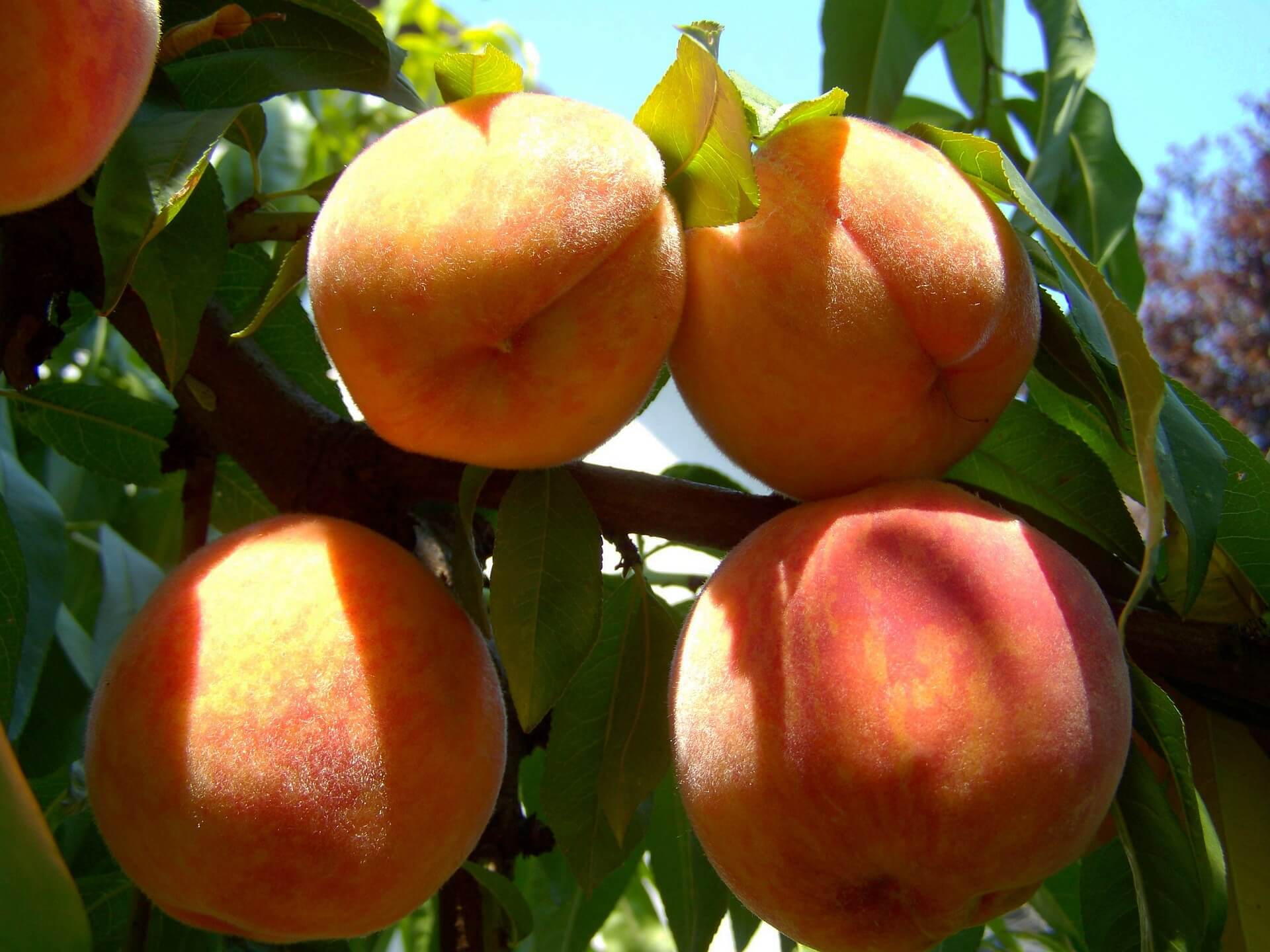 Персики на дереве